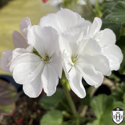 Pelargonium 'Glacis' - Pelargoon 'Glacis' P9/0,55L